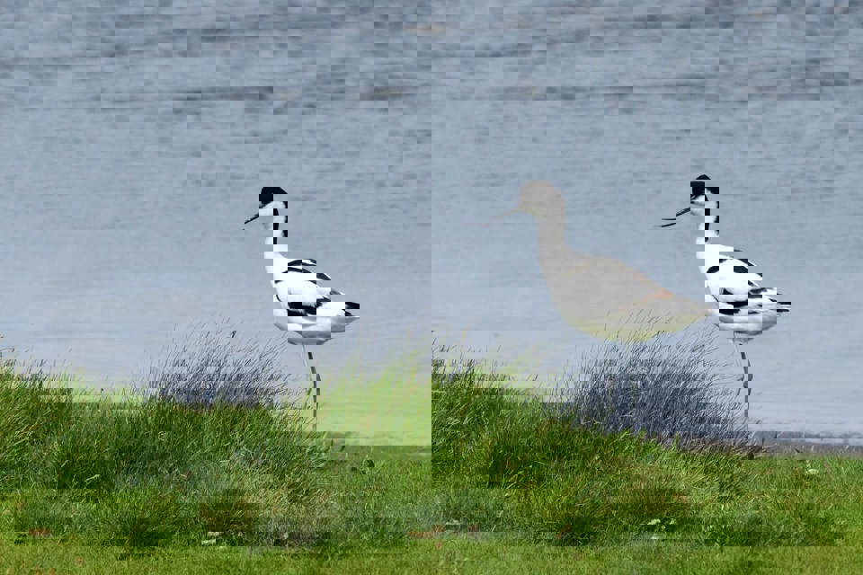 ""