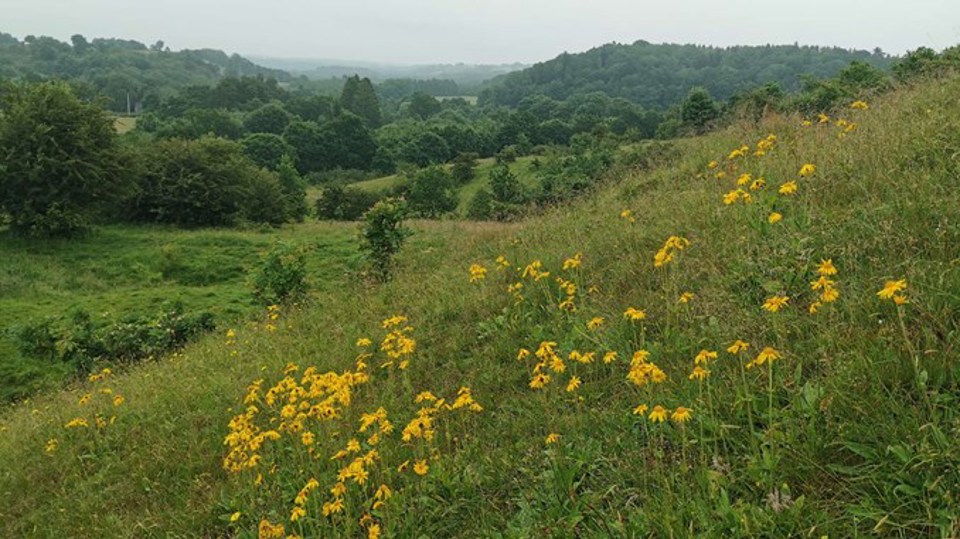 Overdrev i Natura 2000-området i Egtved Ådal ved Vejle